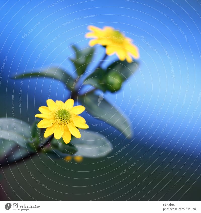 zwei00 Natur Pflanze Sommer Blume Blatt Blüte Topfpflanze blau gelb 2 Farbfoto mehrfarbig Außenaufnahme Nahaufnahme Makroaufnahme Menschenleer