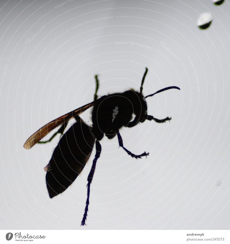 Hornisse ... Hornissen Tier Insekt Gegenlicht Nahaufnahme Fenster schwarz grau Freisteller Textfreiraum oben Schatten Silhouette