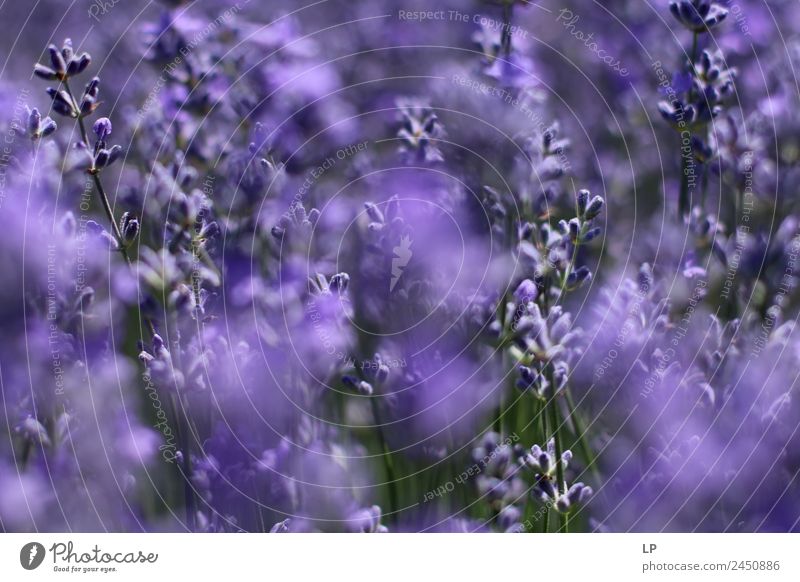 Lavendelschleier Lifestyle Gesundheitswesen Alternativmedizin Allergie Medikament Wellness Leben harmonisch Wohlgefühl Zufriedenheit Sinnesorgane Erholung ruhig