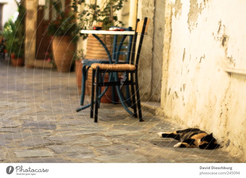 Idylle Sommer Tier Katze 1 braun ruhig Trägheit Mittagsschlaf Stuhl Tisch Steinboden Wand Fassade schlafen Pause Erholung Farbfoto Außenaufnahme Menschenleer