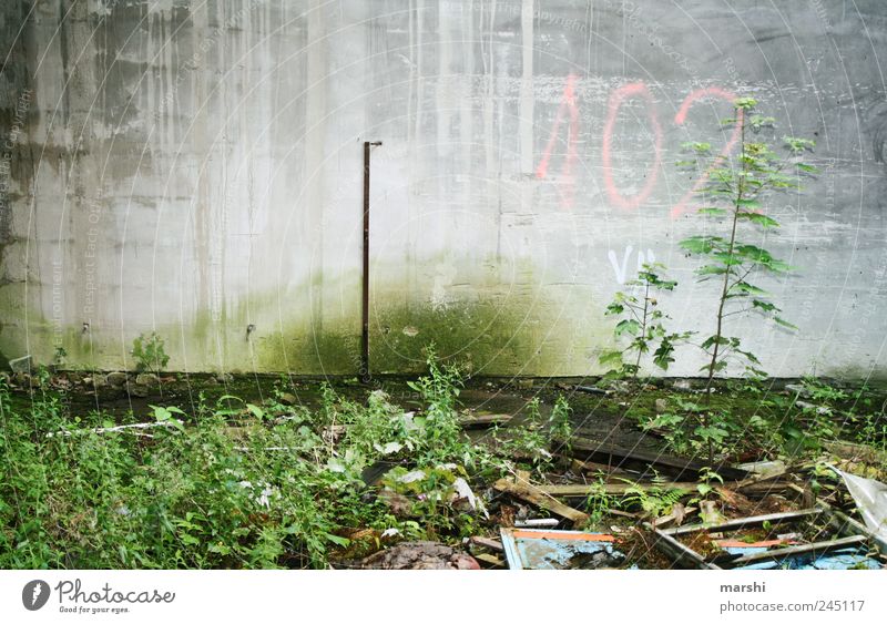 102 Umwelt Erde grau grün Pflanze Mauer Beton trist dreckig Müll Grünspan Farbfoto Außenaufnahme
