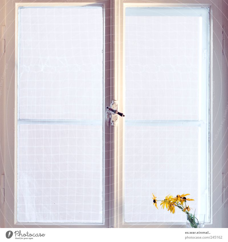zuhaus. Wohnung Wohnzimmer Fenster Blume Blühend hell gelb Zufriedenheit Warmherzigkeit Romantik ruhig Ordnungsliebe Reinlichkeit Sauberkeit Reinheit bescheiden
