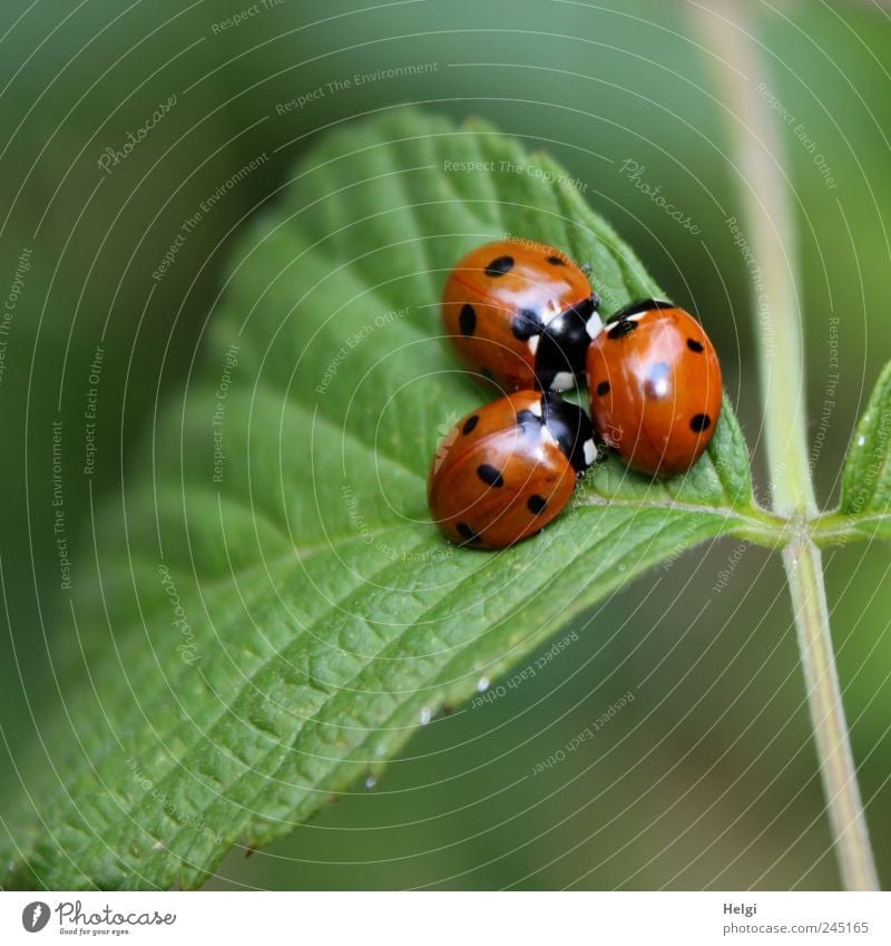 drei Marienkäfer zusammengekuschelt auf einem Blatt Umwelt Tier Sommer Schönes Wetter Grünpflanze Wildpflanze Käfer 3 Tiergruppe krabbeln sitzen ästhetisch