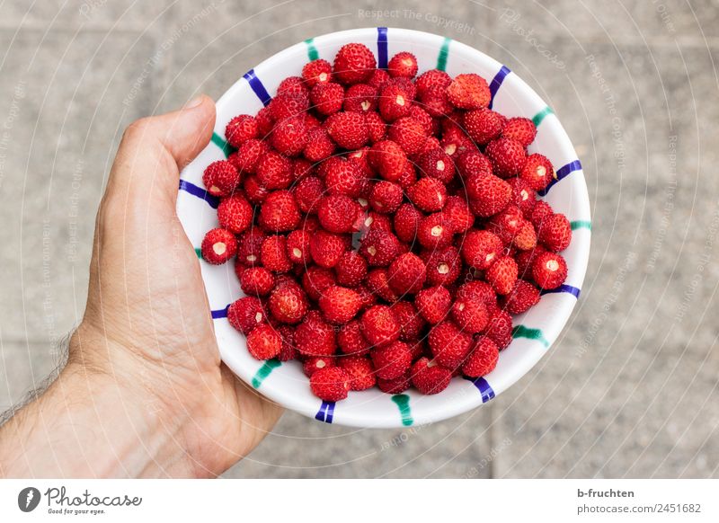 Walderdbeeren Frucht Bioprodukte Schalen & Schüsseln Mann Erwachsene Hand Sommer festhalten rot genießen Wald-Erdbeere ansammeln Ernte pflücken Geschmackssinn