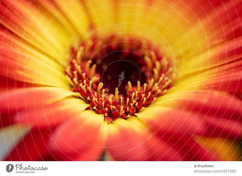 Gerbera - Blüte Sommer Blume gelb rot schön Blütenstempel Garten Blühend Außenaufnahme Nahaufnahme Makroaufnahme Menschenleer Tag