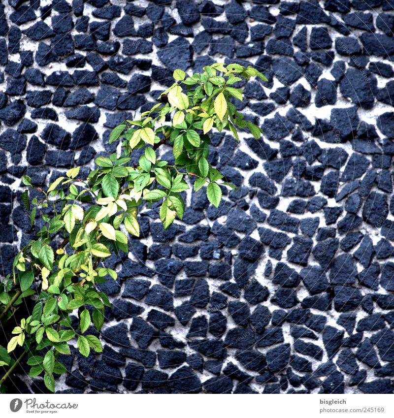 Mauerblättchen Pflanze Blatt Grünpflanze grau grün Mauerpflanze Zweige u. Äste Steinmauer Farbfoto Gedeckte Farben Außenaufnahme Menschenleer Tag
