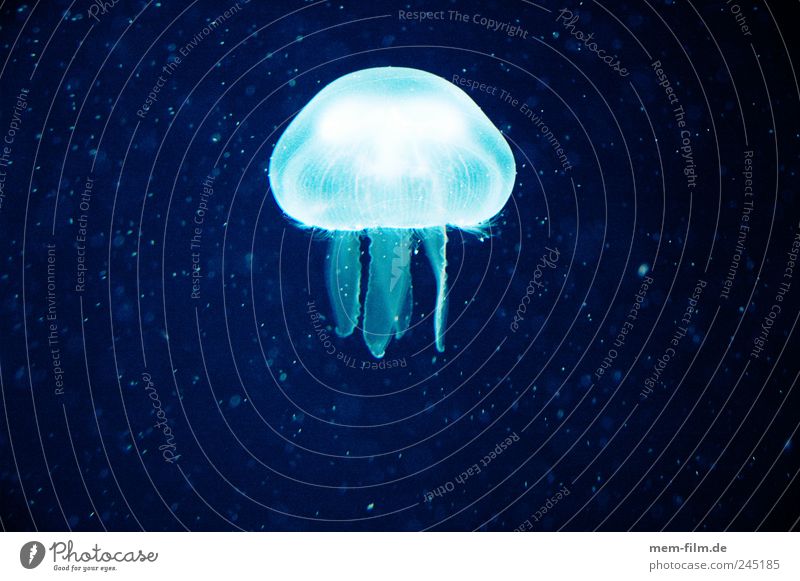 alien Qualle Aquarium Gift glänzend Beleuchtung Meer Meerestier Meeresfrüchte Meerwasser Nesseltiere Weichtier Umweltverschmutzung Medusenhaupt tauchen