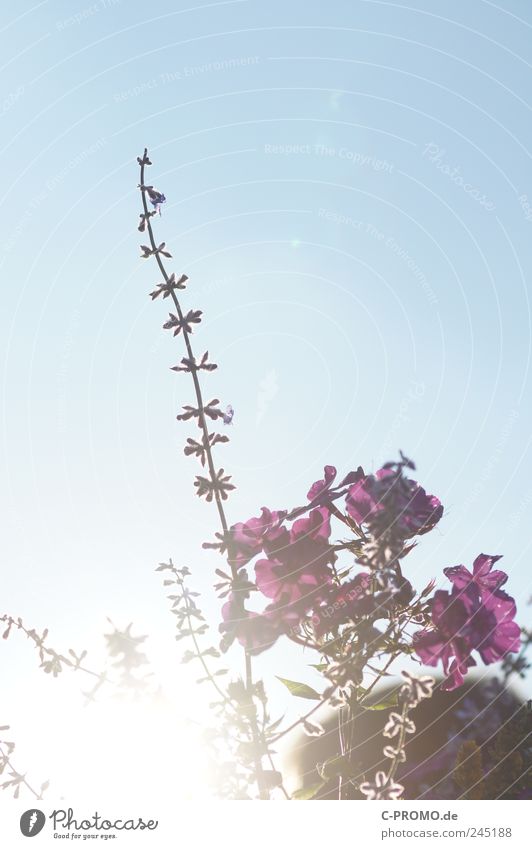 florales Gegenlicht Blüte Wildpflanze Wiese schön violett Himmel Farbfoto Außenaufnahme Tag Sonnenlicht