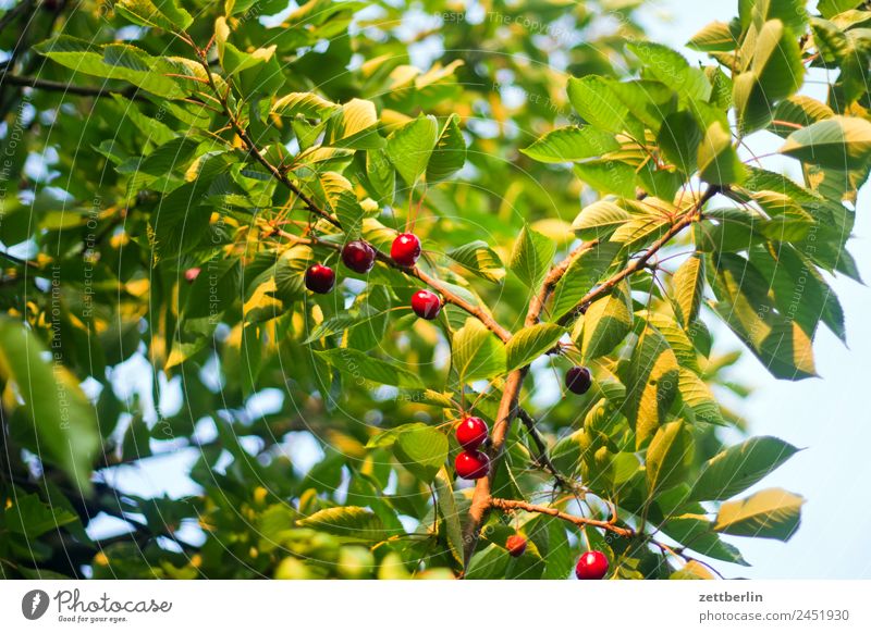 Kirschen Frucht Vitamin Ast Baum Garten Himmel Himmel (Jenseits) Schrebergarten Kleingartenkolonie Menschenleer Natur Pflanze ruhig Sommer Textfreiraum
