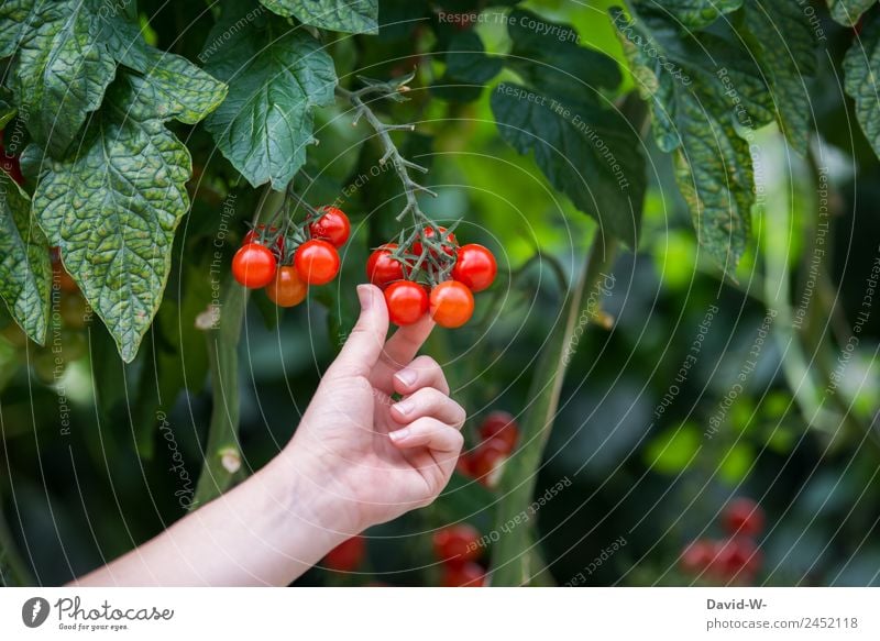 Frische Tomaten Lebensmittel Gemüse Ernährung Bioprodukte Vegetarische Ernährung Diät Mensch feminin Junge Frau Jugendliche Erwachsene Kindheit Hand Finger 1