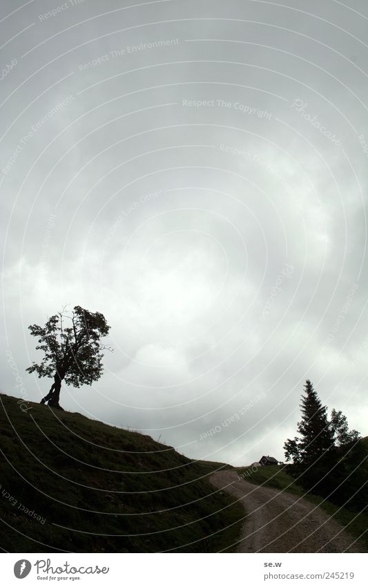 Der Apfelbaum Natur Himmel Wolken Sommer schlechtes Wetter Wiese Alpen Berge u. Gebirge Alm Proles Wege & Pfade Forstweg wandern dunkel grau Wind Farbfoto