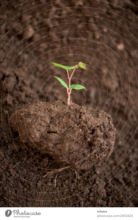 Neues Werk Gemüse Kaffee Geld Leben Garten Gartenarbeit Kapitalwirtschaft Business Umwelt Natur Pflanze Erde Frühling Baum Blatt Wachstum frisch klein natürlich