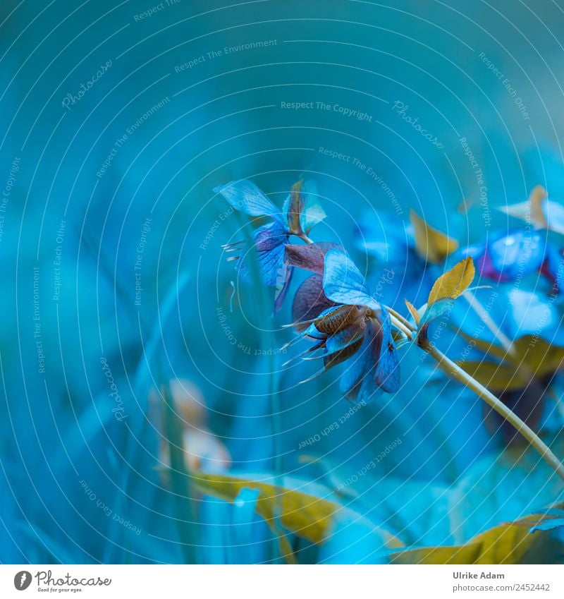 Christrosen - Traum in Blau elegant Stil Design schön Wellness Leben harmonisch Erholung Dekoration & Verzierung Tapete Postkarte Feste & Feiern Valentinstag
