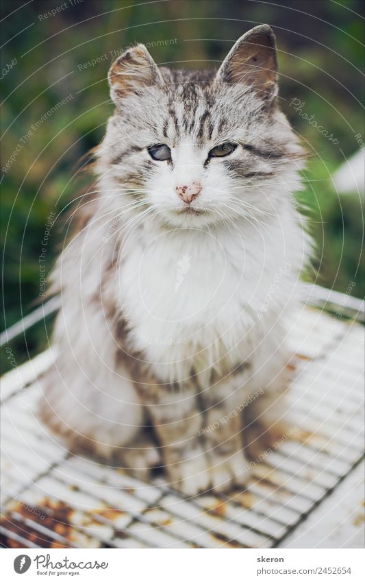 obdachlose Katze mit Augenverletzung Umwelt Natur Landschaft Schönes Wetter Garten Park Dorf Tier 1 alt beobachten berühren außergewöhnlich klein Krankheit