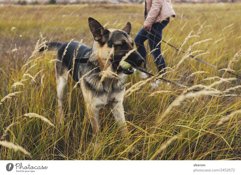 Hund Deutscher Schäferhund für einen Spaziergang Lifestyle Freizeit & Hobby Spielen Kindererziehung Bildung Arbeit & Erwerbstätigkeit Beruf Erfolg Frühling