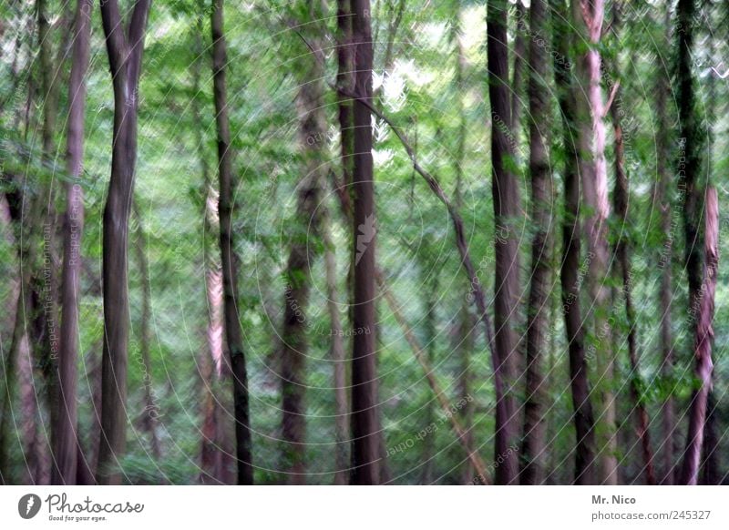 windstärke 7 Umwelt Natur Landschaft Baum Blatt Wald grün Ast Holz Jahreszeiten bizarr Einsamkeit abstrakt Licht Experiment Gemälde Wäldchen Forstwirtschaft