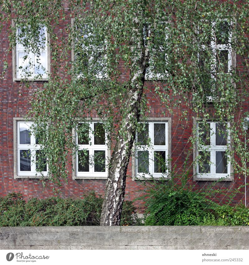 Ein Haus im Grünen Baum Sträucher Grünpflanze Birke Bauwerk Gebäude Mauer Wand Fassade Fenster grün Wachstum Farbfoto Außenaufnahme Textfreiraum unten Tag