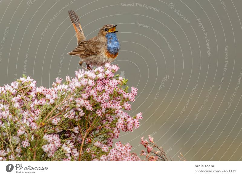 Blaukehlchen Ornithologie singen Biologie maskulin Mann Erwachsene Umwelt Natur Pflanze Tier Erde Frühling Blume Feld Wildtier Vogel 1 frei natürlich wild blau