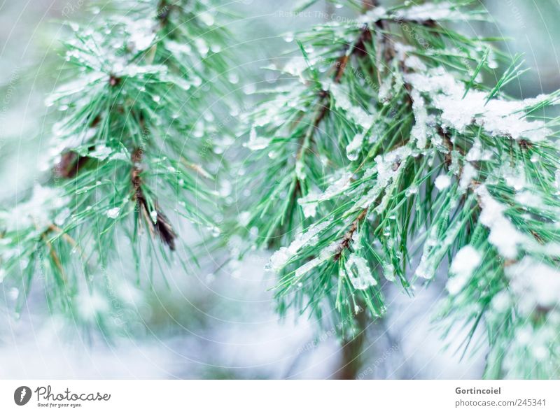 Enneigée Umwelt Natur Winter Eis Frost Schnee Baum kalt grün Zweige u. Äste Nadelbaum Winterwald Farbfoto Außenaufnahme Schwache Tiefenschärfe