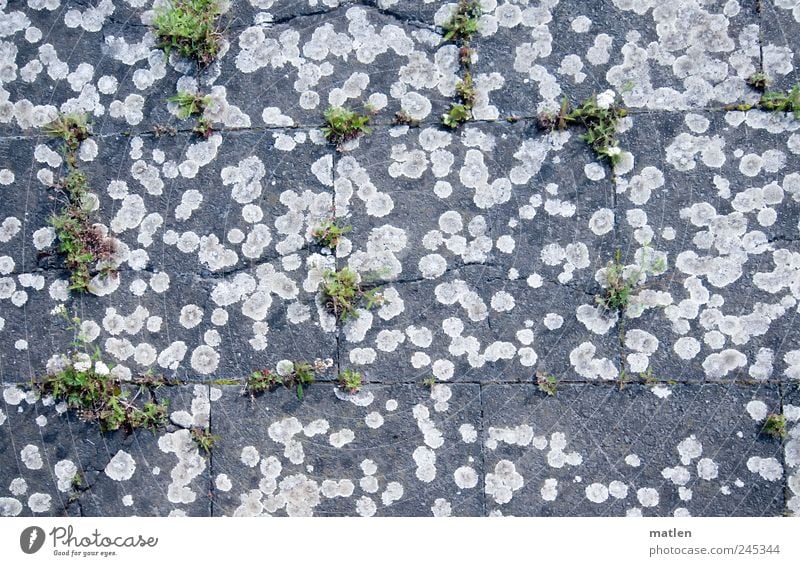 Renaturierung Pflanze Sommer Gras Stein Überleben Flechten Furche Platten Gedeckte Farben Außenaufnahme Nahaufnahme Tag