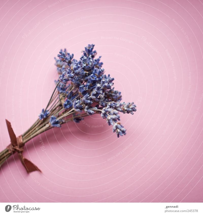 Gebunden Pflanze Grünpflanze Lavendel Duft Klischee weich violett rosa ruhig Freisteller gebunden Geschenkband Sträucher Bündel Farbe Quadrat Farbfoto