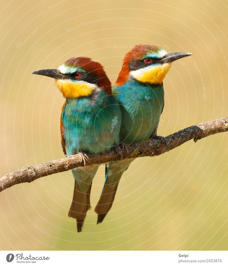 Ein Paar Bienenfresser, die auf einem Ast sitzen. Essen schön Umwelt Natur Tier Vogel Liebe wild blau grün schwarz weiß Farbe Tierwelt farbenfroh Thailand