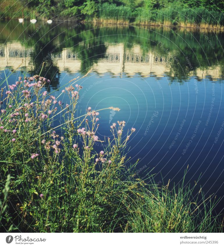 Letzten Sommer... Natur Landschaft Pflanze Wasser Gras Sträucher Wildpflanze Seeufer Flussufer Kanal Fassade blau Erholung Idylle ruhig friedlich deutlich