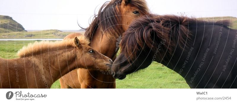 Islandpferde Pferd Fohlen Umweltschutz Nationalpark unberührt Europa Natur