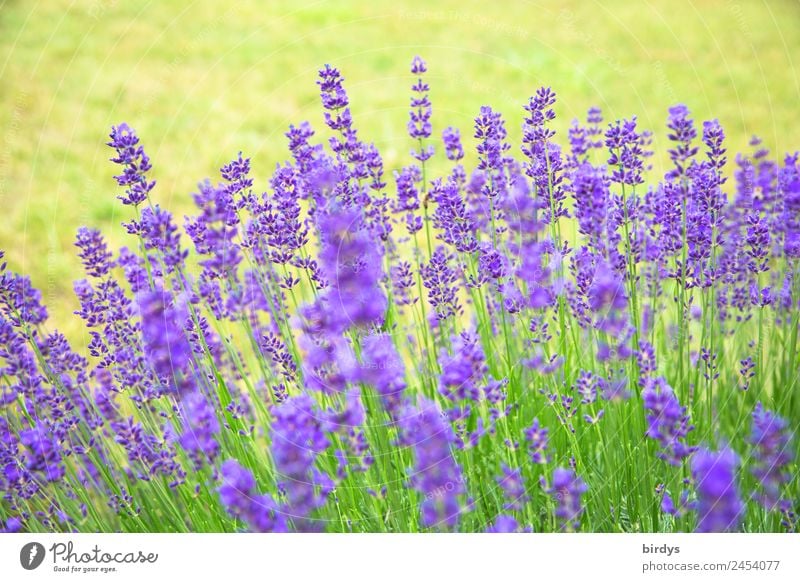 Lavendel Pflanze Sommer Schönes Wetter Blume Blüte Nutzpflanze Garten Blühend Duft ästhetisch authentisch frisch natürlich positiv schön gelb grün violett Farbe