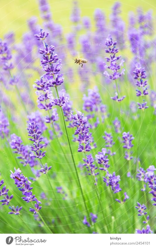lecker Lavendel Natur Pflanze Tier Sommer Schönes Wetter Blüte Garten Biene 1 Blühend Duft fliegen ästhetisch authentisch positiv gelb grün violett Gesundheit
