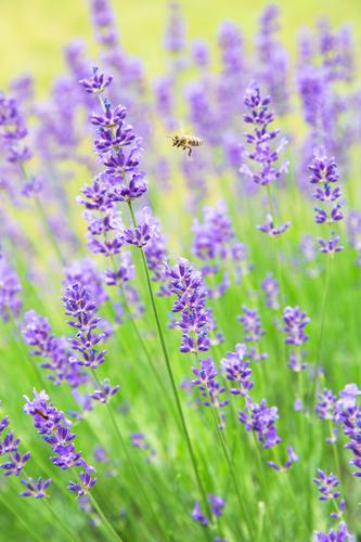 lecker Lavendel Natur Pflanze Tier Sommer Schönes Wetter Blüte Garten Biene 1 Blühend Duft fliegen ästhetisch authentisch positiv gelb grün violett Gesundheit