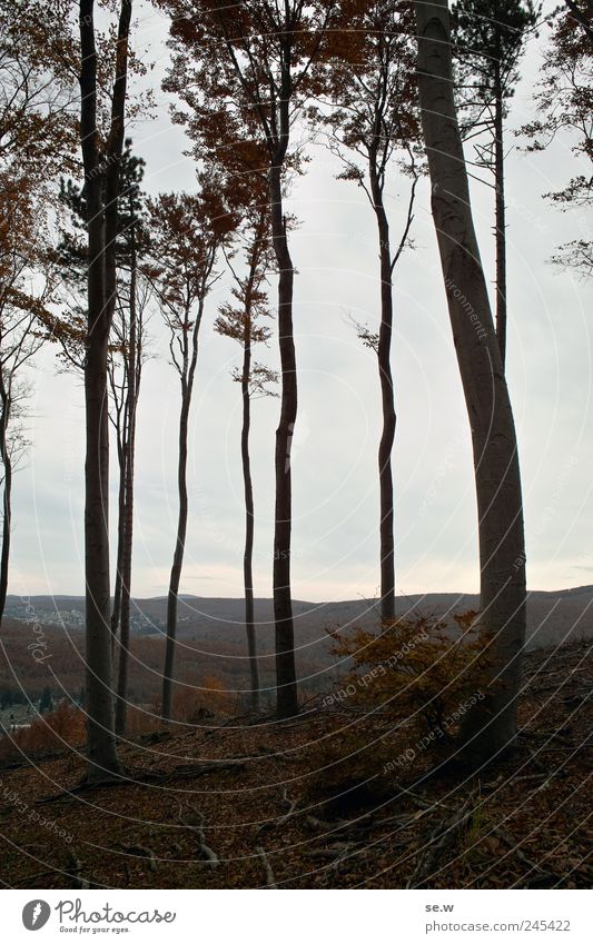 Waldskelett Himmel Wolken Herbst Wetter Baum Blatt Laubwald Aussicht Hügel Berge u. Gebirge Wienerwald wandern dunkel braun grau ruhig Einsamkeit Farbfoto
