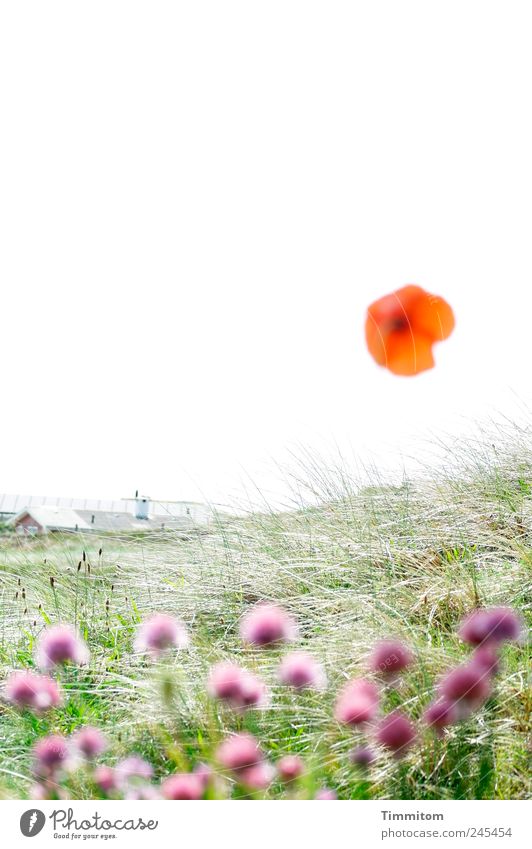 Einmal die Sonne sein! Ferien & Urlaub & Reisen Sommerurlaub Natur Pflanze Gras Schnittlauch Mohn Dänemark hell Gefühle Lebensfreude Erholung Sinnesorgane