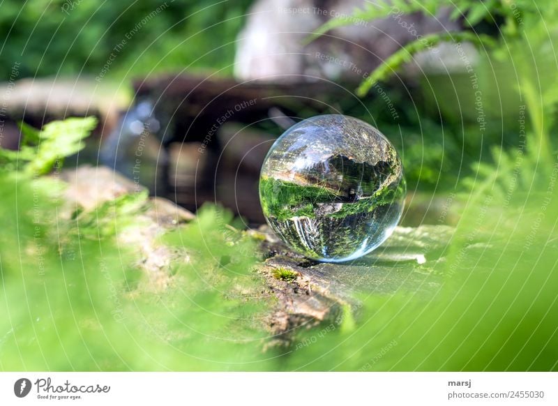 verkehrte Welt | wenn sogar das Wasser hinauf fließt Leben harmonisch Meditation Frühling Pflanze Farn Brunnen Glaskugel grün Frühlingsgefühle Vorfreude