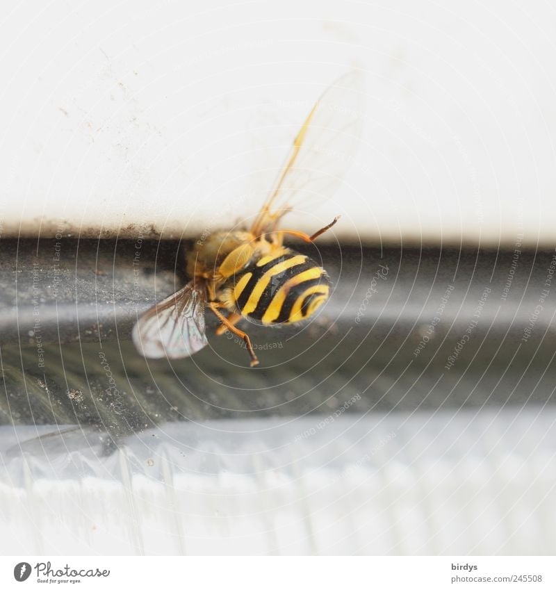 Kamikaze Verkehr Autofahren PKW Biene Flügel 1 Tier leuchten gelb schwarz Tod gefährlich Übermut bizarr dominant Verkehrsopfer Insekt Wespen Schwebfliege Spalte