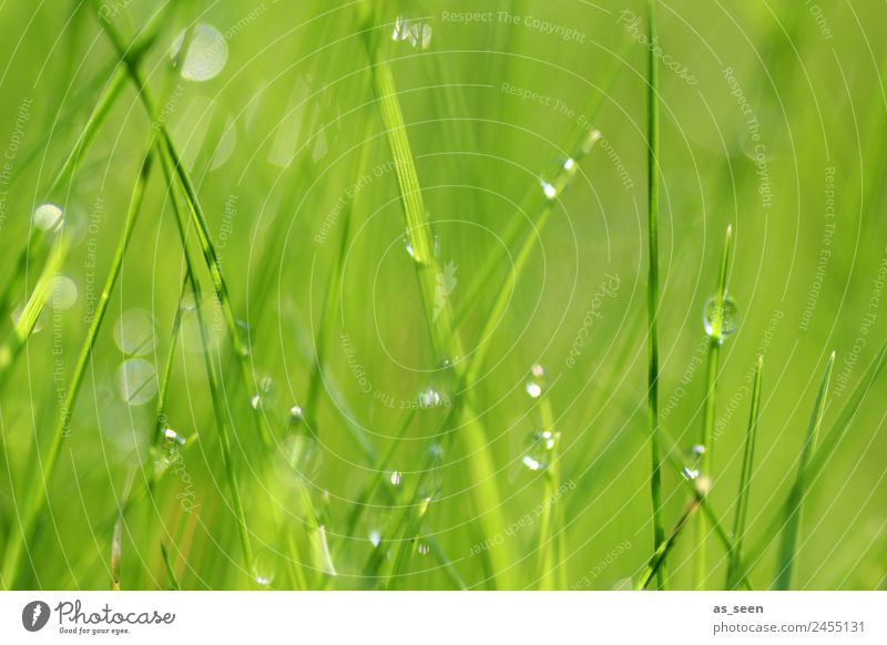 Glasperlenspiel Wellness Leben harmonisch Sinnesorgane Spa Garten Umwelt Natur Pflanze Wasser Wassertropfen Frühling Sommer Klima Regen Gras Wiese glänzend