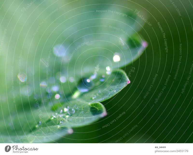 Tautropfen auf Blatt Design Leben harmonisch Sinnesorgane ruhig Garten Umwelt Natur Pflanze Wasser Wassertropfen Frühling Sommer Regen Grünpflanze glänzend