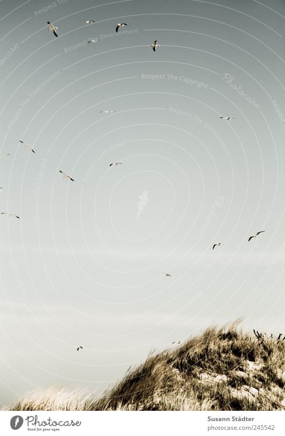 Spiekeroog | vogelfrei Jagd füttern genießen Hügel Düne Stranddüne Außenaufnahme Tag Vogelperspektive Zentralperspektive