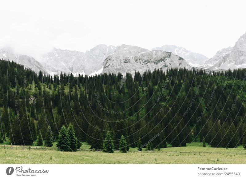 Coniferous forest in the alps Natur Nadelwald Nadelbaum Alpen Berge u. Gebirge Wolken Wiese Farbfoto Außenaufnahme Textfreiraum oben Tag Zentralperspektive