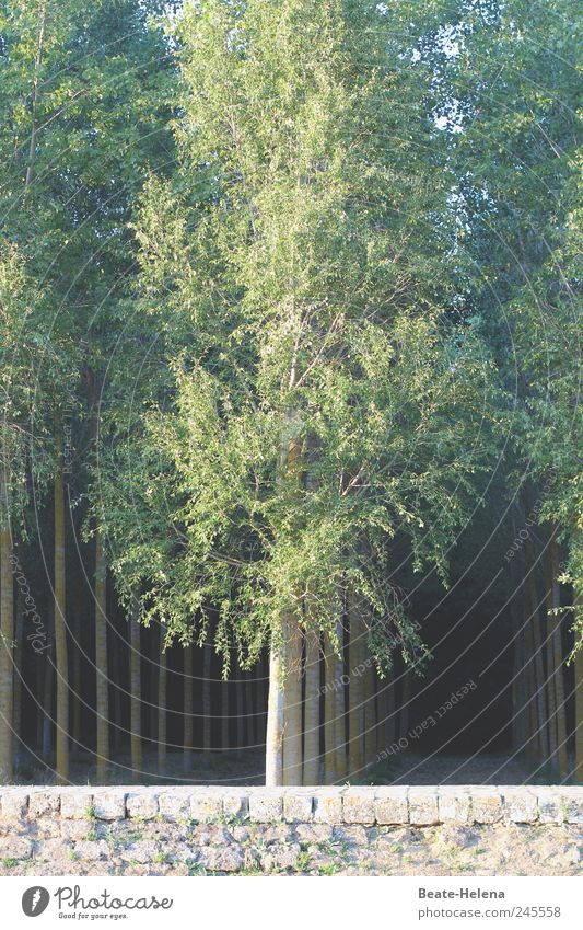 Kultivierte Baum-Hochschule Ferien & Urlaub & Reisen Natur Landschaft Sommer Wald Dorf Mauer Wand genießen wandern ästhetisch außergewöhnlich bedrohlich dunkel