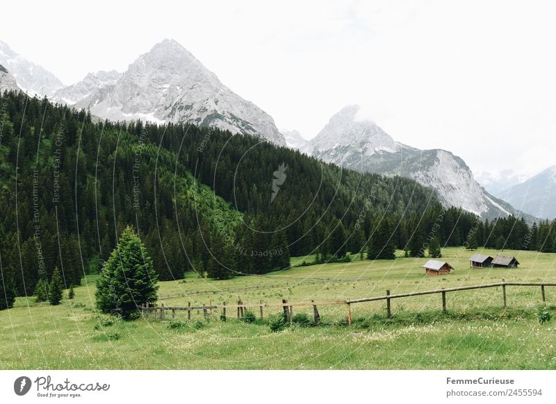 Meadow, trees and the alps Natur Landschaft Idylle Hütte Holzhütte Berge u. Gebirge Alpen Nadelwald Wiese Sommer Reisefotografie Ferien & Urlaub & Reisen