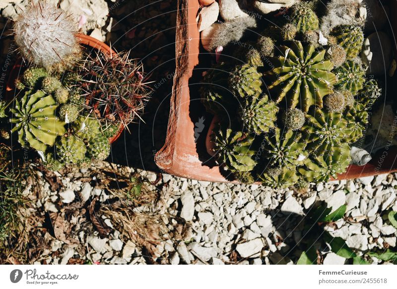 Set of cactuses Natur Kaktus Kieselsteine Tontopf Sonnenstrahlen Dekoration & Verzierung Garten Terrasse Pflanze Farbfoto Außenaufnahme Tag Zentralperspektive