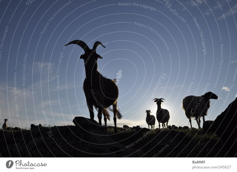 wir sind da! Natur Tier Himmel Horizont Sonne Sonnenlicht Sommer Schönes Wetter Felsen Steppe Nutztier Ziegen Schaf 4 Tiergruppe Herde entdecken