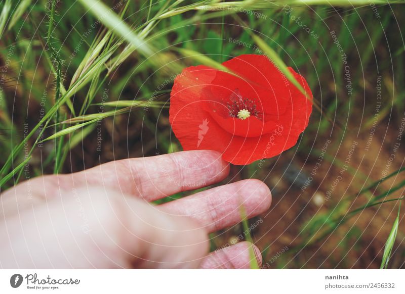 Handkontakt mit einem roten Mohn Finger Natur Landschaft Pflanze Frühling Sommer Blüte Wildpflanze berühren Blühend ästhetisch authentisch einfach frisch nah