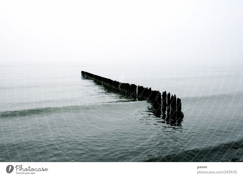Stöcke im Wasser Horizont Nebel Wellen Strand Meer Møn Dänemark Europa Holz Blick Schwimmen & Baden träumen grau schwarz weiß Stimmung friedlich Natur Umwelt