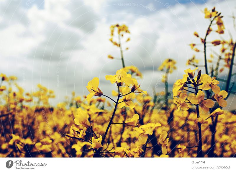 Rapsfeld Umwelt Natur Landschaft Pflanze Himmel Wolken Sonnenlicht Sommer Wetter Schönes Wetter Nutzpflanze Feld Blühend Wachstum weich blau braun gelb gold