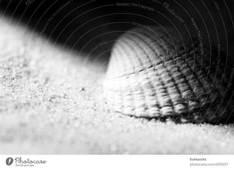 Halbschatten Umwelt Natur Sand Küste Strand Nordsee Ostsee Meer Insel schwarz weiß Muschel Muschelschale Nahaufnahme Sandkorn Kontrast Riffel Lichteinfall