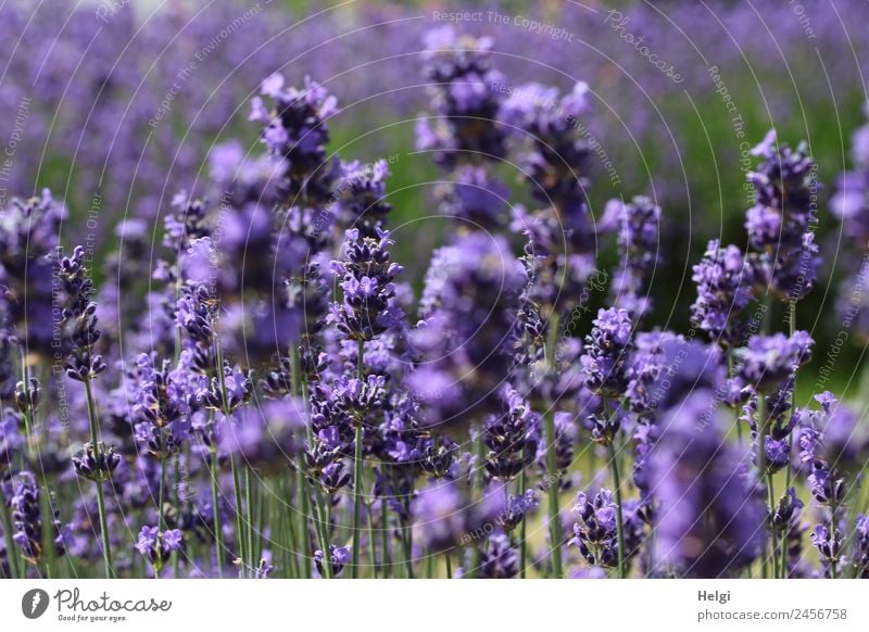 zeitlos | Lavendelduft II Umwelt Natur Pflanze Sommer Schönes Wetter Blume Blüte Park Blühend Duft stehen Wachstum ästhetisch schön natürlich grün violett