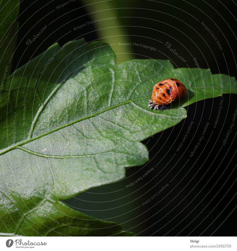 Marienkäferlarve Umwelt Natur Pflanze Sommer Blatt Garten Tier Käfer Larve 1 außergewöhnlich einzigartig klein natürlich grün orange Leben Wandel & Veränderung
