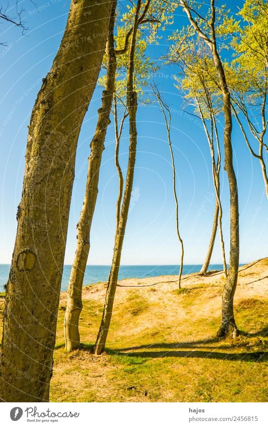 Ostseeküste in Polen Ferien & Urlaub & Reisen Strand Küste Riff blau gelb Orzchechowo Dünen Bäume Natur Naturschutzgebie wi einsam schön unberührt Farbfoto